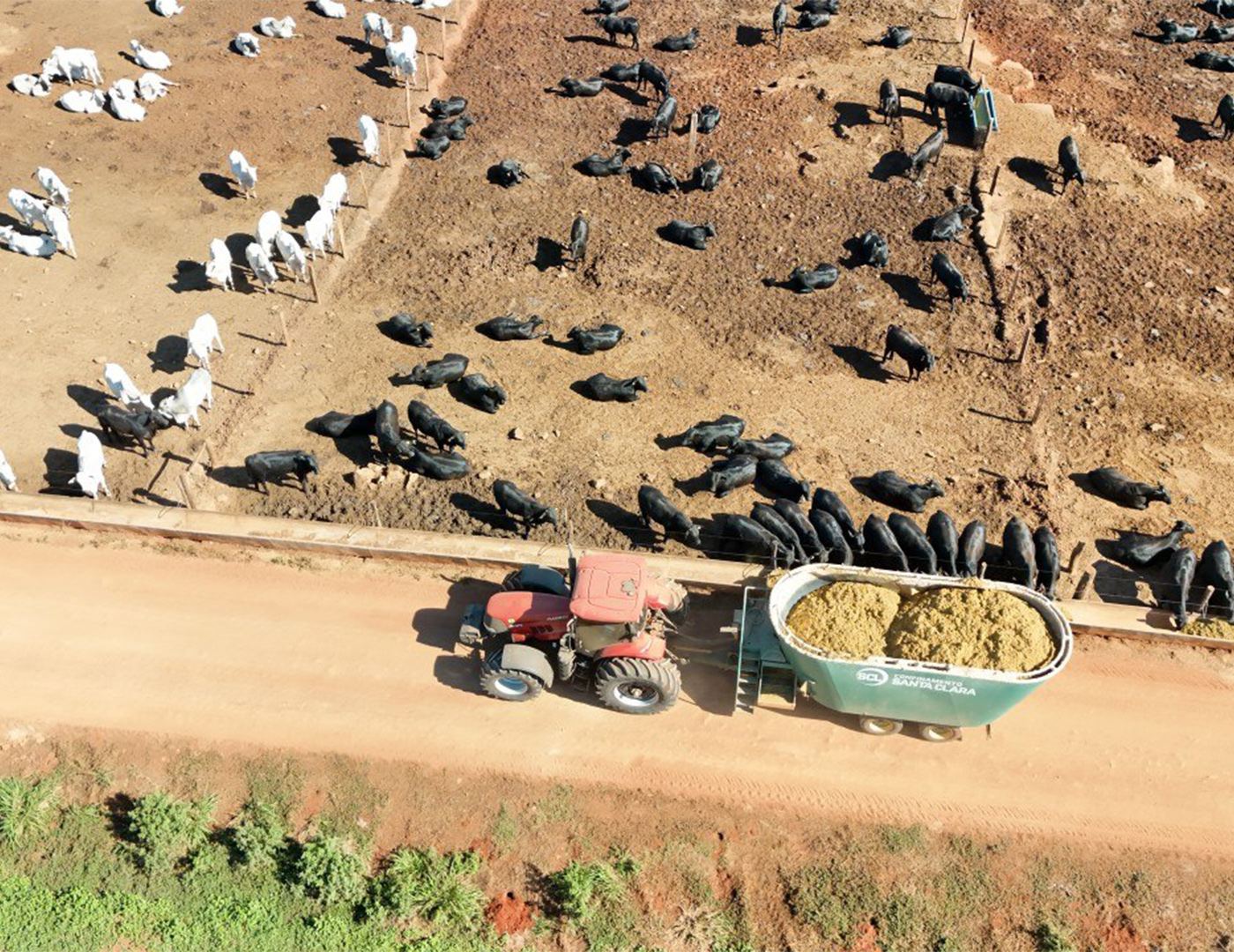 Vagão misturador distribuindo ração ao longo do cocho, visto do alto