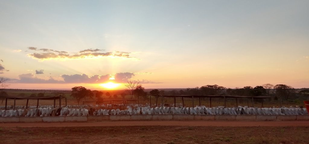 Confinamento de bovinos da Santa Clara ao pôr do sol, em Terenos-MS