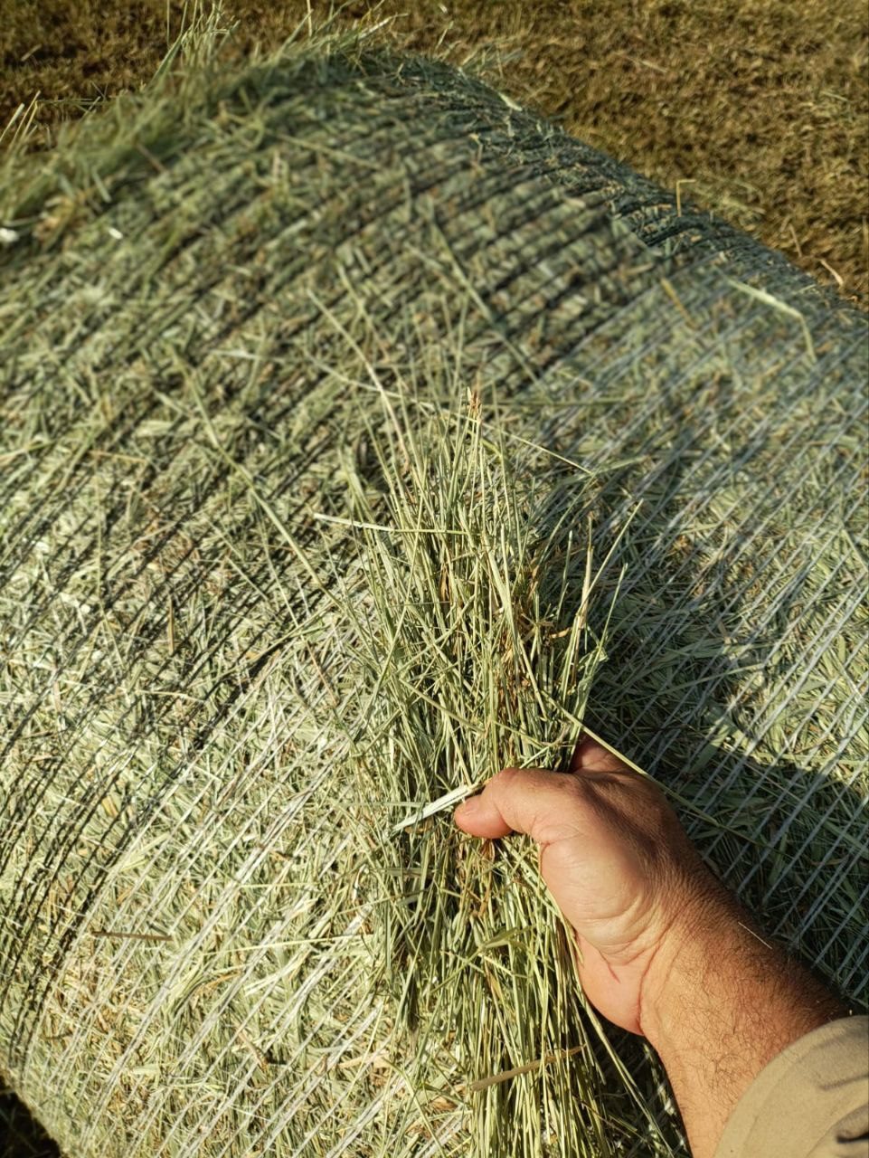 Mão segurando um punhado de feno de Tifton 85 retirado de um fardo cilíndrico