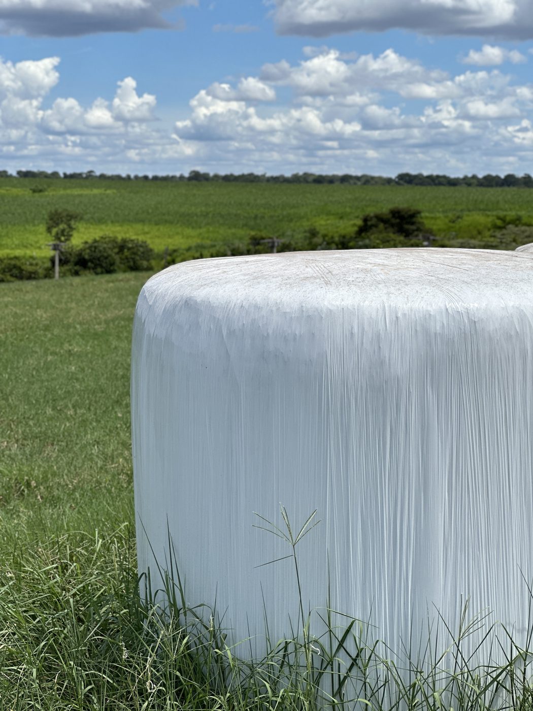 Fardo cilíndrico de pré-secado embalado em filme plástico branco, em campo de Tifton